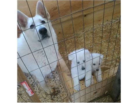 Purebred All White German Shepherds Are 8 Weeks Old Atlanta Puppies