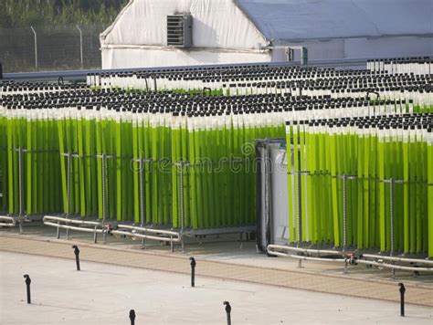 Algae Growing Farm Stock Photo Image Of Innovation 173412074