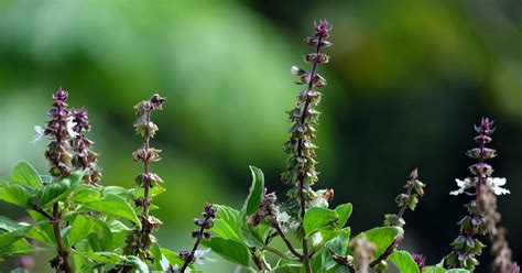 Holy Basil Benefits Uses And Recipes Goodnature