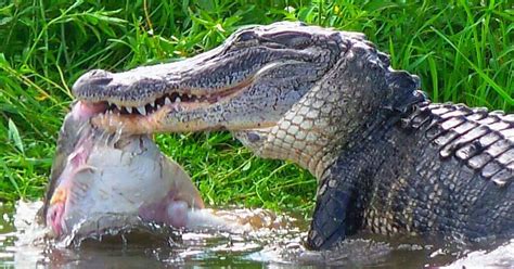 What Do American Alligators Eat
