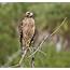 Red Shouldered Hawk – Pic For Today