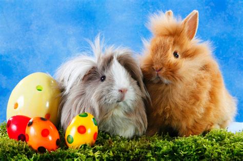 cutest easter bunnies abc news