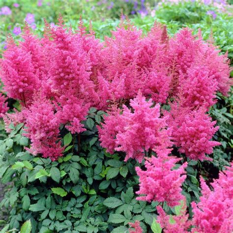 The federsee (feather lake) in southwest germany. Astilbe arendsii 'Federsee'
