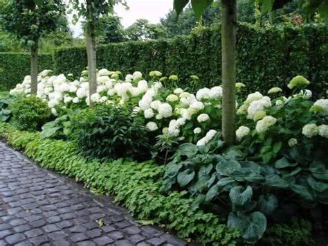 Hydrangeas, also called hortensias, are beautiful plants with big flowers. Want Free Plants For The Summer, Start Your Cuttings This ...