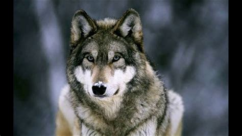 The official soundcloud account for wolf gang. Wolves - Howling - In Nature - YouTube