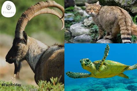 Tip On Animals Of Crete In 2021 Crete Animals Uninhabited Island