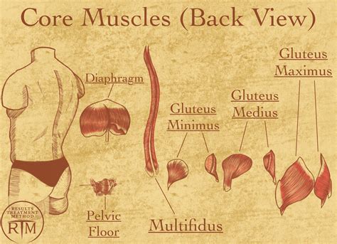 What Is The Core And Why Is It So Important Results Rehabilitation Inc