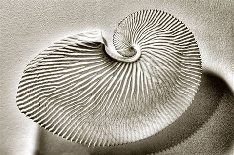 Paper Nautilus Steve Crane Flickr
