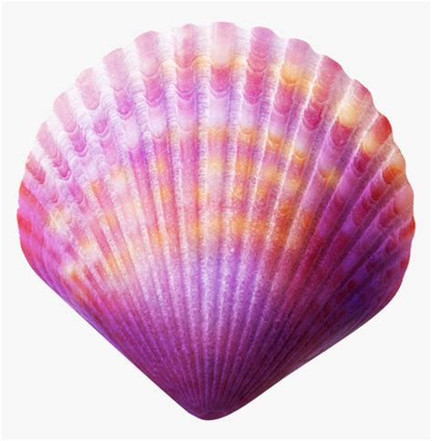 Seashell Purple Clip Art Sea Shell Png Transparent Png Transparent