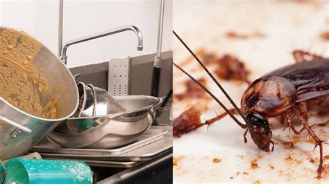 Download and use 30,000+ dirty kitchen stock photos for free. Dirty Dining: Food Truck Was Leaking Wastewater And ...