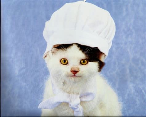Chef Cat Hat Cute Cats In Hats