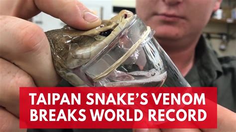This Deadly Taipan Snake Broke The Record For Most Venom Enough To
