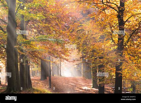 Sun Beams Through Trees Hi Res Stock Photography And Images Alamy