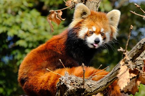 Orange Animals: 11 Of Nature's Brightest Traffic Cones - Wide Open Pets