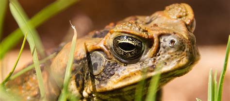 The Invasive Cane Toad Critter Science