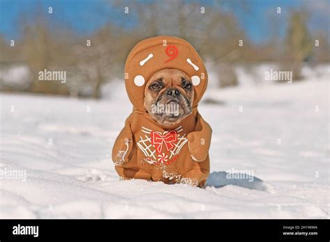 Funny Christmas Hi Res Stock Photography And Images Alamy