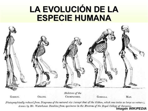Evolucion Del Hombre