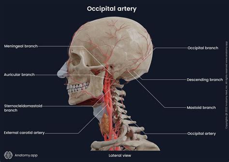 External Carotid Artery Encyclopedia Anatomyapp Learn Anatomy
