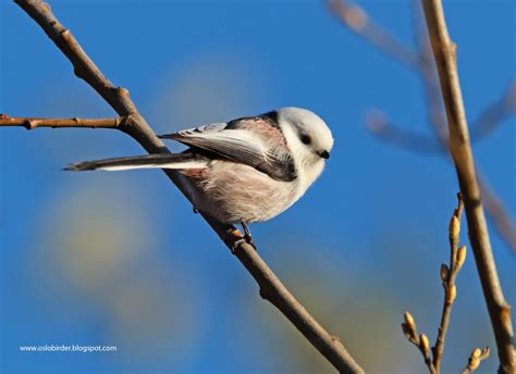 Northern Long Tailed Tit By Simon Rix Birdguides
