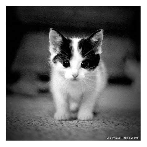 Cats Tumblr Black And White Kittens White Kittens Animal Photography