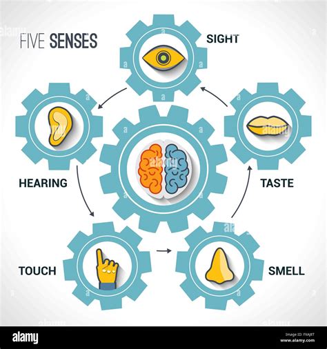 Five Senses Illustration Stockfotos And Five Senses Illustration Bilder