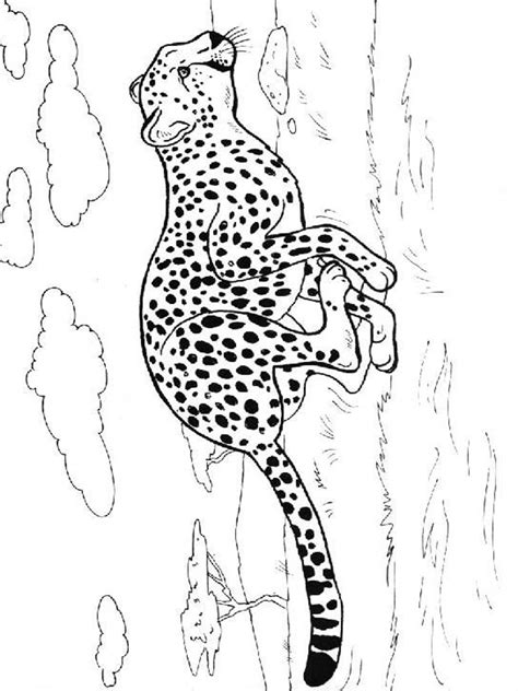 So, if you were looking for free animal cheetah out coloring sheets, you are in the right place. Cheetah coloring pages. Download and print Cheetah ...