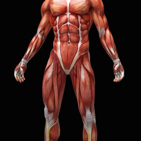 Human Male Body Diagram Body Organs Diagram Bodenswasuee