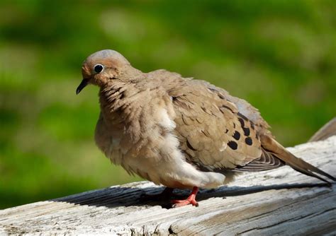 Its All About Purple Mourning Doves