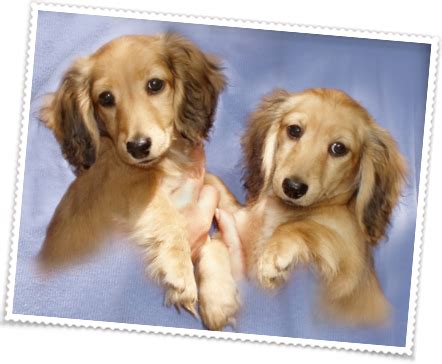 As a family, we are so pleased to be back in the sweet little town that we. Dachshund Breeder AKC Miniature Dachshund Puppies For Sale ...