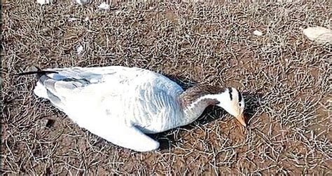 Migratory Birds Continue To Die Officials Shut Hps Pong Wetland