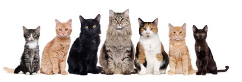 Cat Breeds A Complete List Of The Most Common Types Of Cats