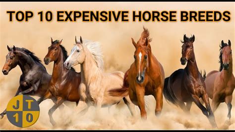 Top 10 Expensive Horse Breeds In The World Youtube