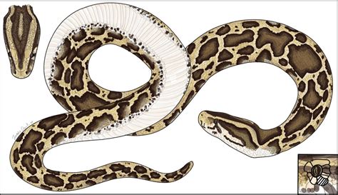 Comprehensive Review Of Burmese Python Science Released