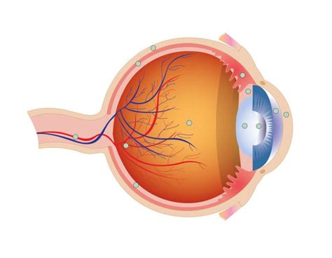 Label The Parts Of The Eye Science Quiz Seterra Interactive Click
