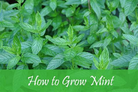 How To Grow Mint A Step By Step Procedure