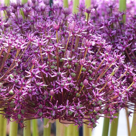 Allium Miami Ail D Ornement Aux Grandes Ombelles De Fleurs Pourpre