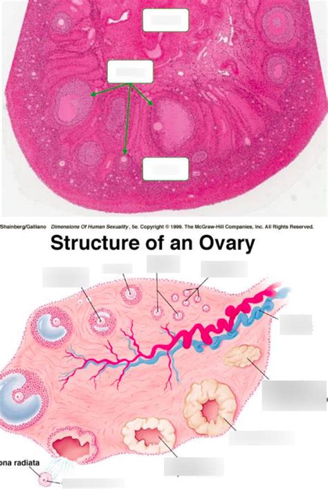 61 Ovary Diagram Quizlet