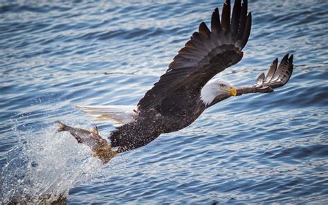 Bald Eagle Hunting In Ocean Hd Wallpaper Wallpaper Fl