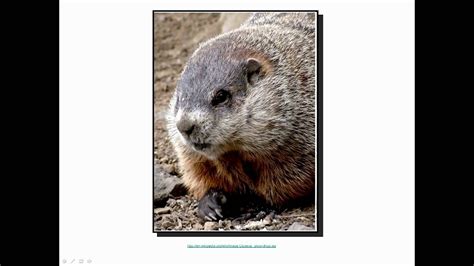 It's also the theme of a 1990s comedy film. Groundhog day 2021 activities - The exploitation of ...