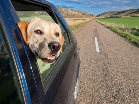 Safety Trips When Traveling By Car With Your Pet