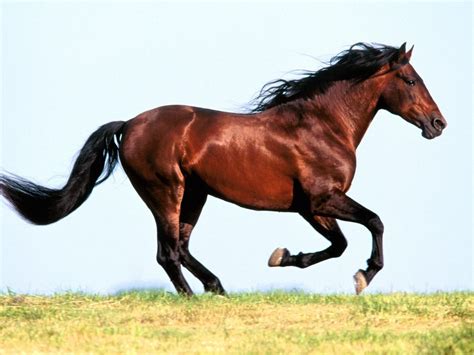 Galloping Horse In Grasslands ~ Desktop Wall Papers