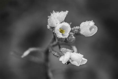 Free Images Nature Branch Blossom Snow Winter Black And White