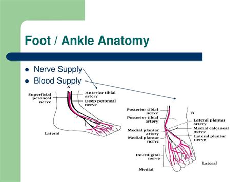 Ppt Foot And Ankle Seminar Powerpoint Presentation Free Download