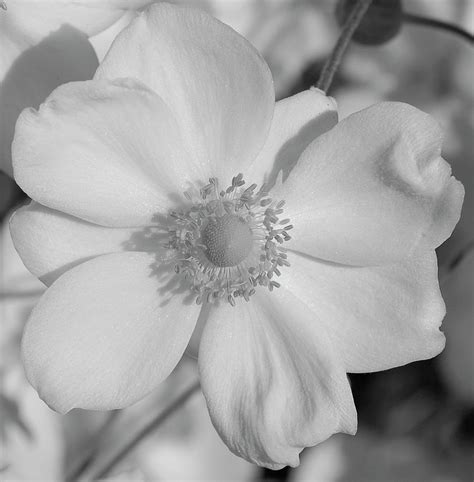 White Petals Photograph By Sandra Parker Fine Art America