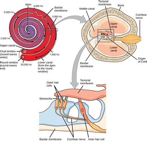 Hearing And Vestibular Sensation · Biology