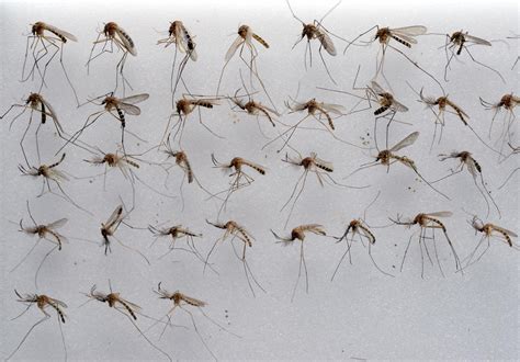 Plage In Berlin Sieben Dinge Die Sie über Mücken Wissen Sollten