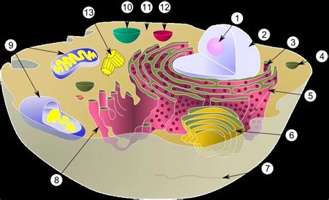 La Cellule Introduction Et Structure Nha Naturolistique