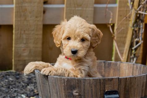 What Does 10 Best Goldendoodle Breeders 2022 Our Top 10 Picks Mean