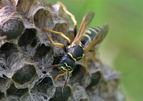 The Swiss Paper Wasp A New Species Of Social Hymenoptera In Central Europe