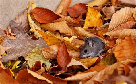 How To Deal With Deer Mice Environmental Pest Management